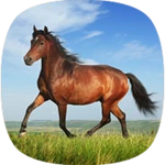 Logo of Horse Sounds android Application 